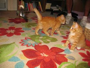 Levi--adopted