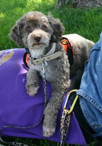 Romeo - ADOPTED!