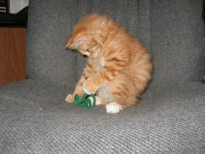 Levi Playing-adopted
