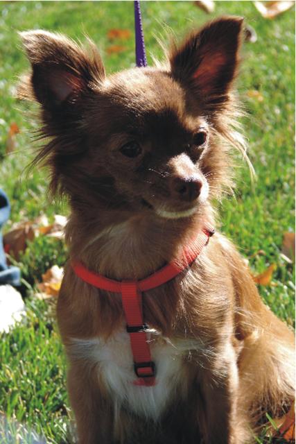 Lattie - ADOPTED!