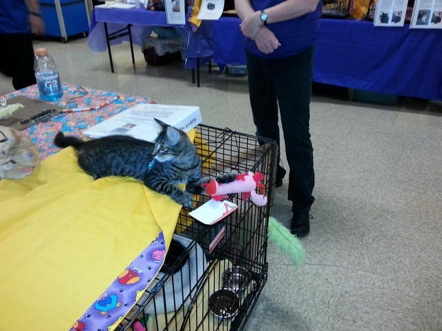 Levity on Leash at Adoption Clinic