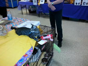 Levity on Leash at Adoption Clinic