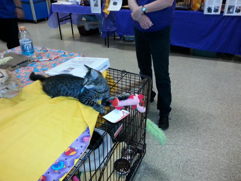 Levity on Leash at Adoption Clinic