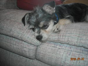 Little Rascal DSCN1838