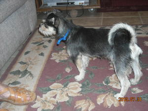 Little Rascal DSCN1854