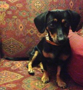DachsiePup
