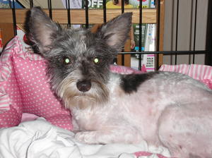 Sierra - ADOPTED!