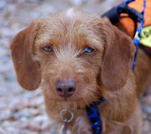 Cedric - Adopted!