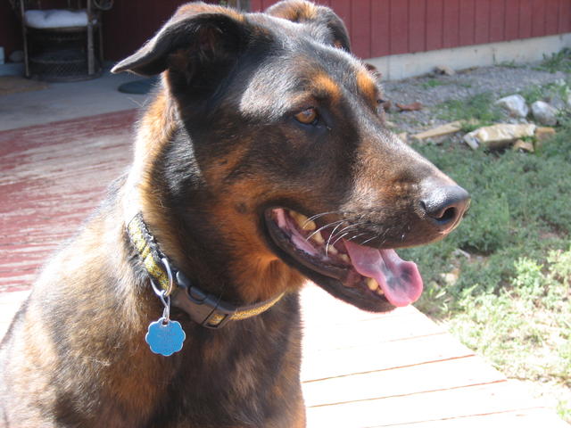 Enzo - ADOPTED!