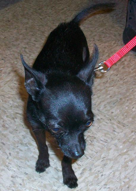 Hercules - Adopted!
