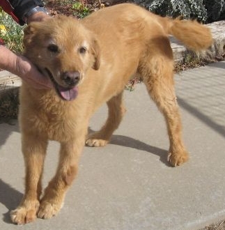 Maggie - ADOPTED!