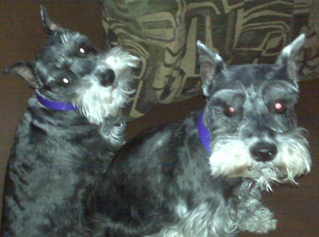 Jazmine & Tessa - ADOPTED!