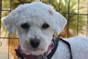 Collette - Adopted!