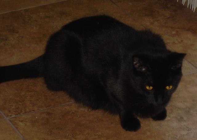 Lolo--Adopted!!