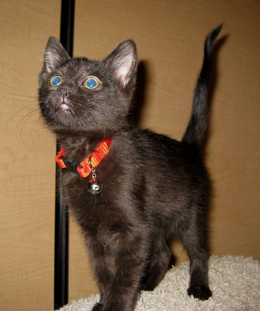 Noelle--adopted!!