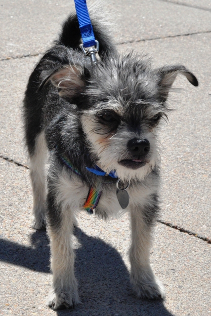 rascal