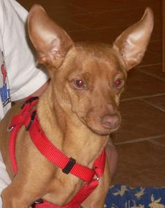 Taz - ADOPTED!