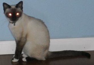 Dutchess--Adopted!!