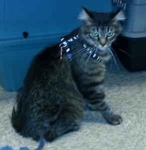 Ripley on leash at adoption Clinic