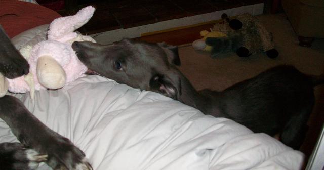 Eli - ADOPTED!