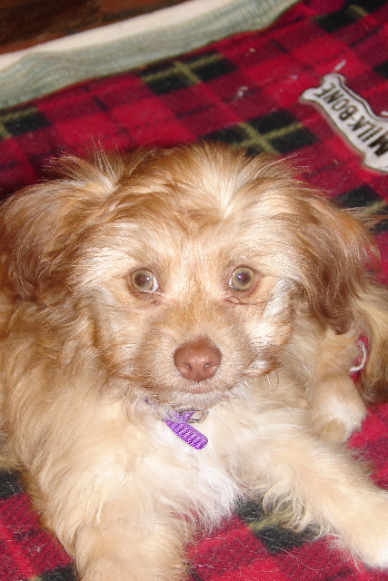 Nutmeg - ADOPTED!