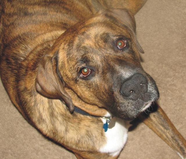 Duke - ADOPTED!