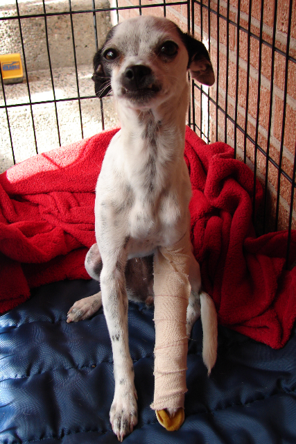 Sprite - ADOPTED!