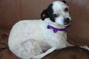Sprite - ADOPTED!