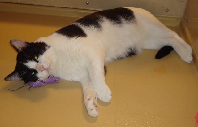 Comet--Adopted!!