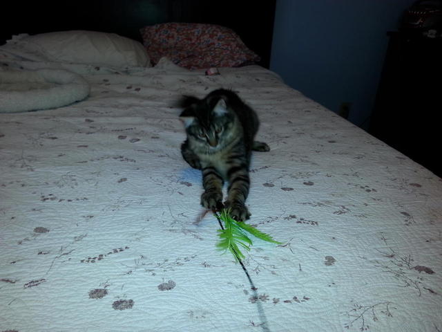 Saru Playing