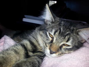 Saru sleeping 2