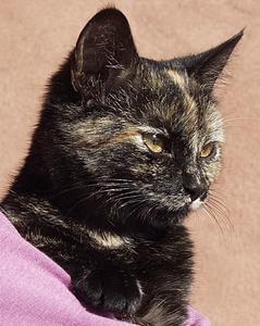 Pip--Adopted!!