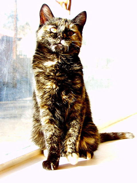 Pip--Adopted!!