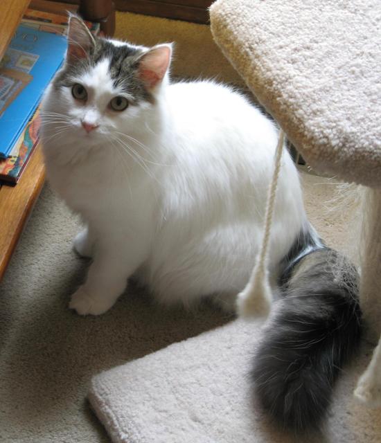 Lily Star--Adopted!!