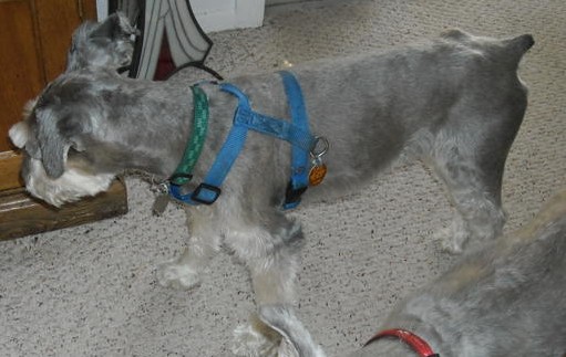 Lamy - ADOPTED!