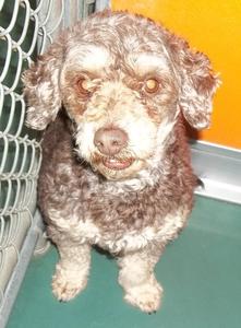 Toy Poodle M 101_6257