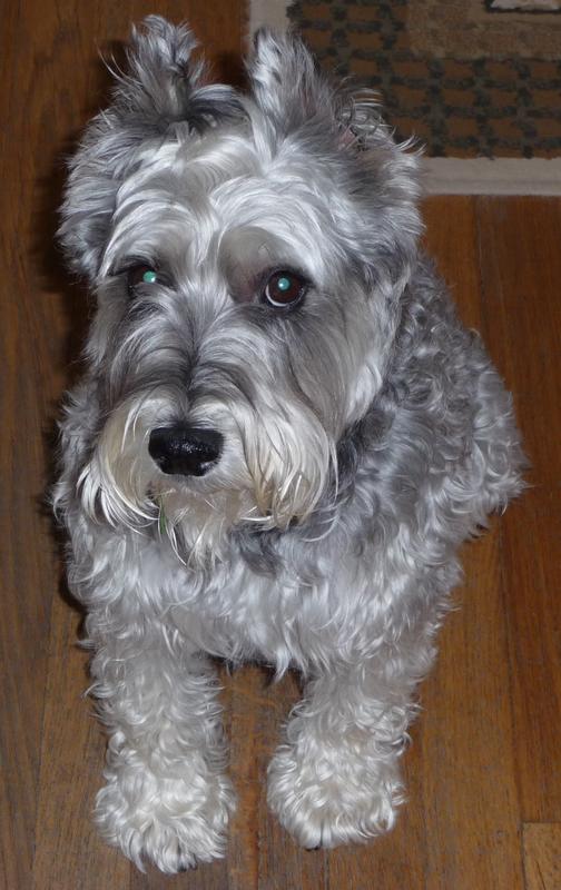 Harley - Adopted