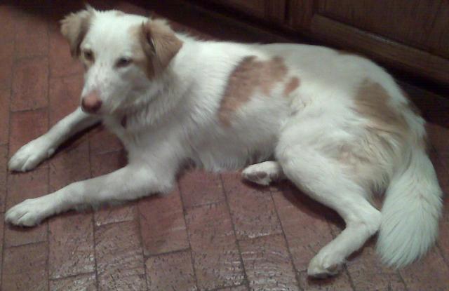 Sally - ADOPTED!
