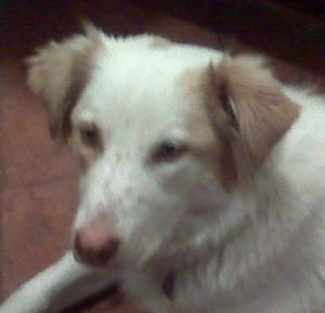 Sally - ADOPTED!