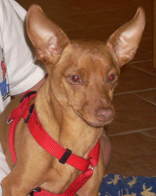 Taz - ADOPTED!