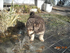 Poodle DSCN2192