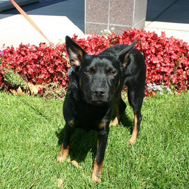 Kara - Adopted!