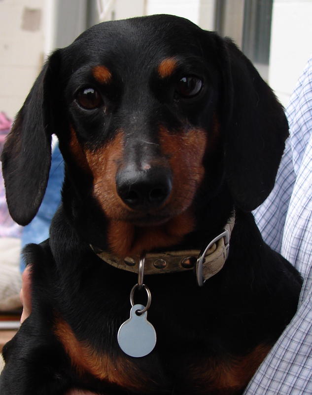 Mea - ADOPTED!