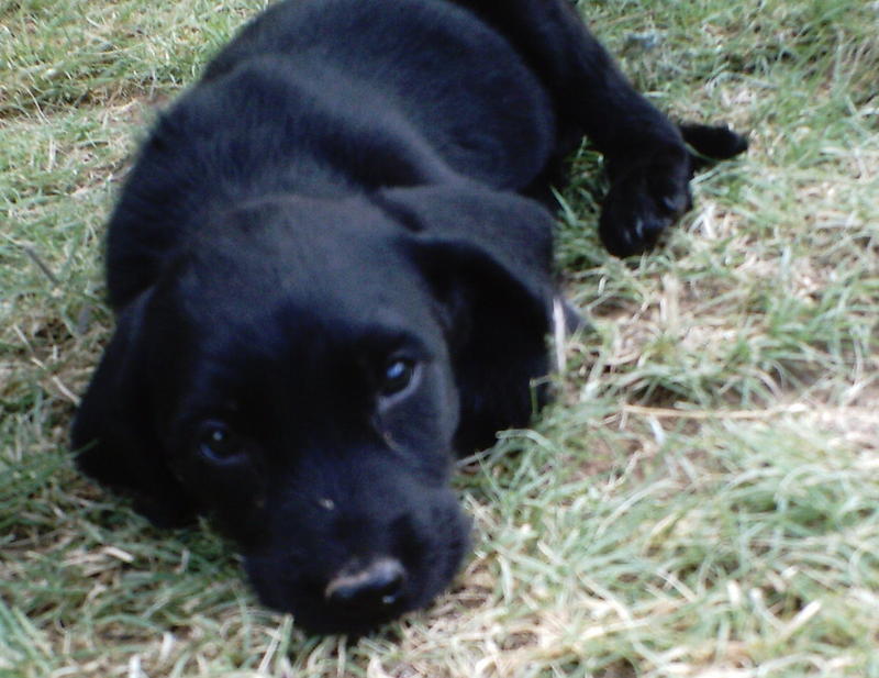 Murphy - Adopted!