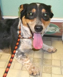 Presto - Adopted!