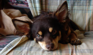 Pie - ADOPTED!