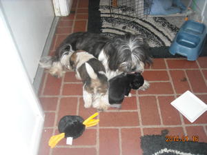 Shasta & Thor DSCN2230