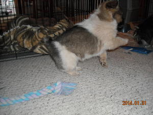 Shasta & Thor DSCN2282