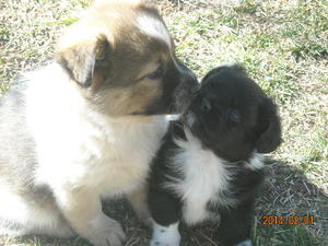 Shasta & Thor DSCN2302