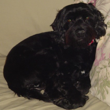 Sophie - ADOPTED!